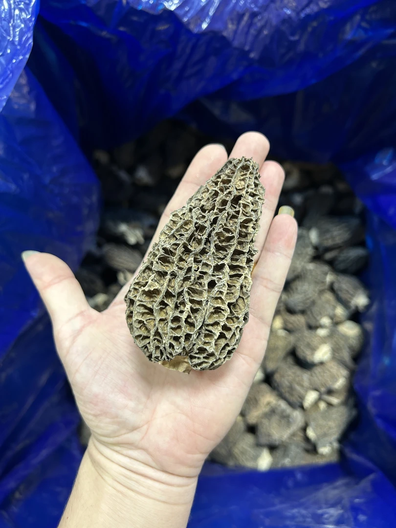 特大羊肚菌 精品厚肉无沙剪柄头茬  香味浓菌菇干货（散装农产品）