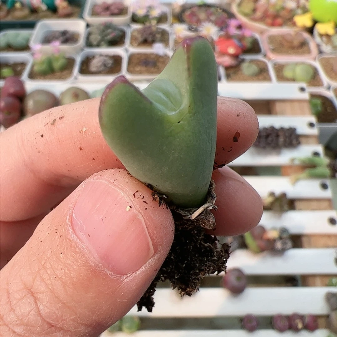 【闪购商品】371 嘟嘴