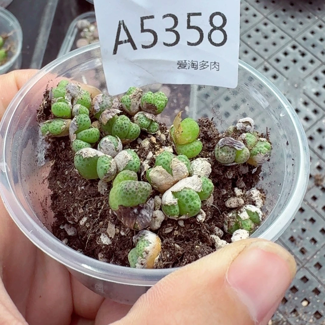 5358–生石花 生石花