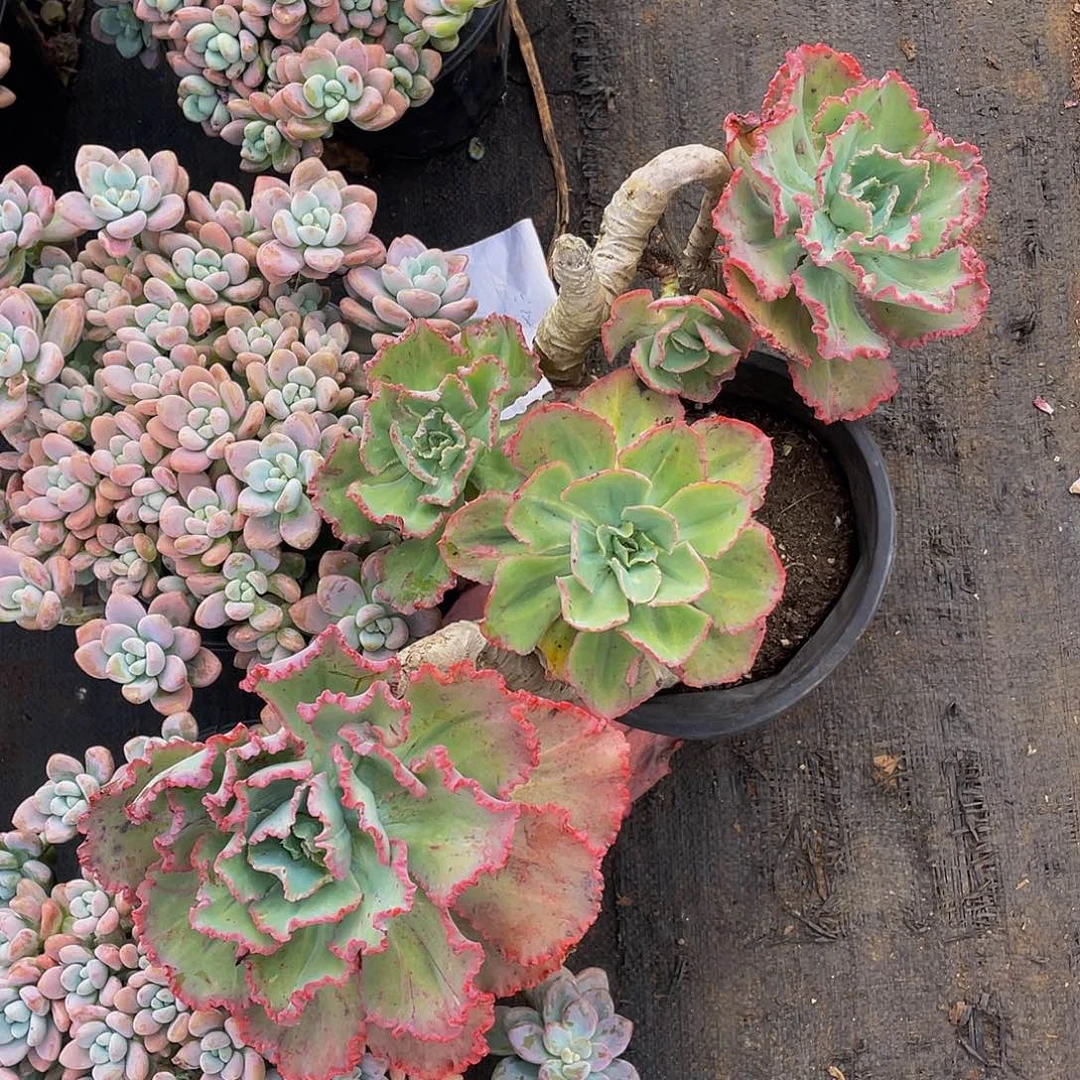 舞会多头36.8妖装老桩