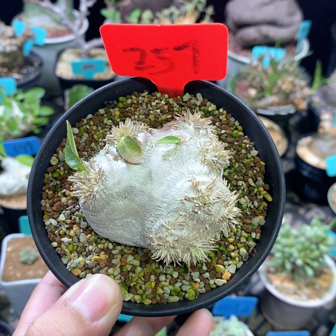 产地慧比须笑多肉植物