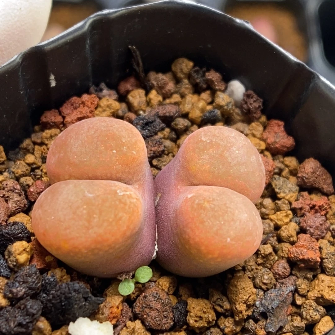 多肉植物肉锥杂交K-658（2.1）勋章杂风铃