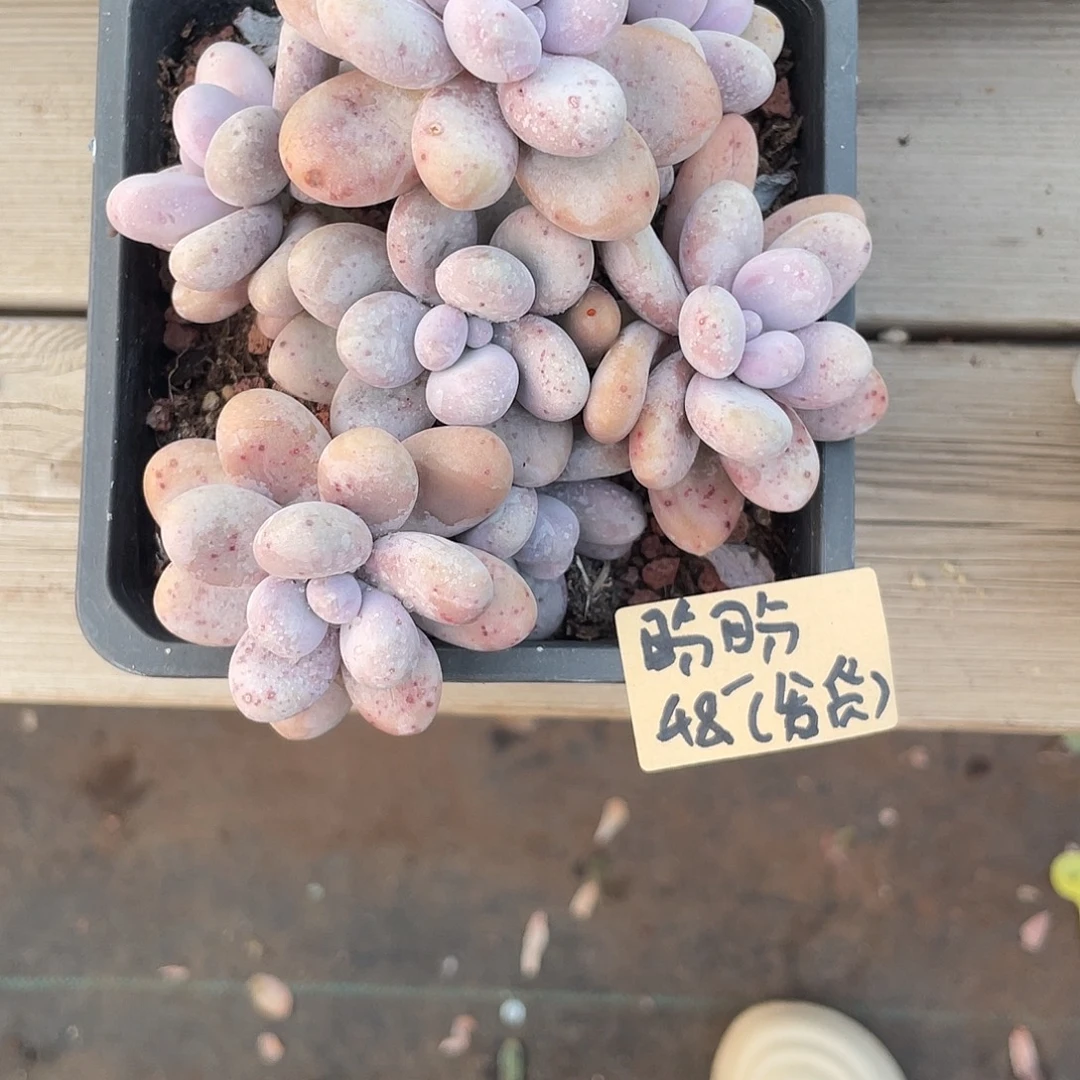 ****）狮子寄养代售，奶酪一盆48元