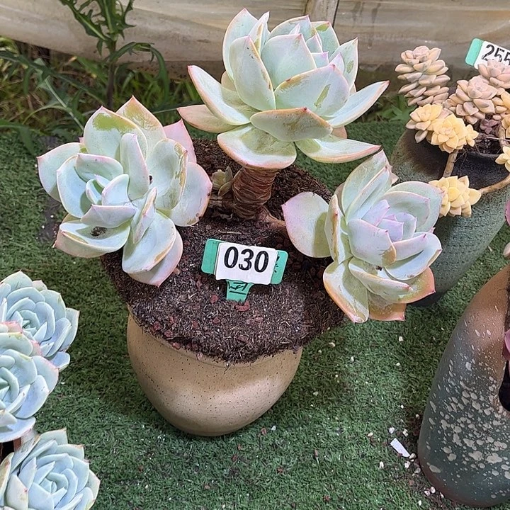 肉***e凤多肉植物保护030