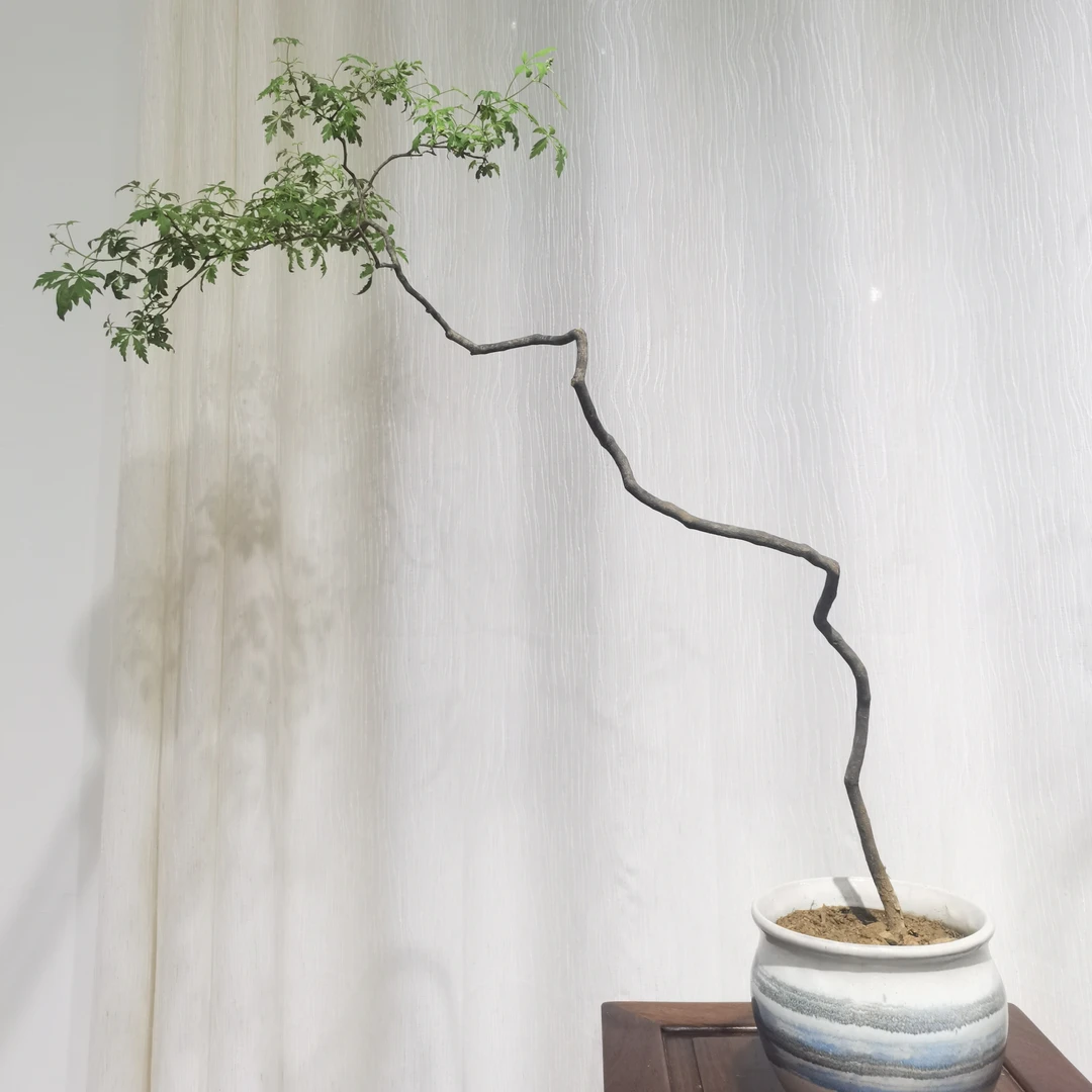 一物一拍小叶黄荆造型盆景图片仅供参考