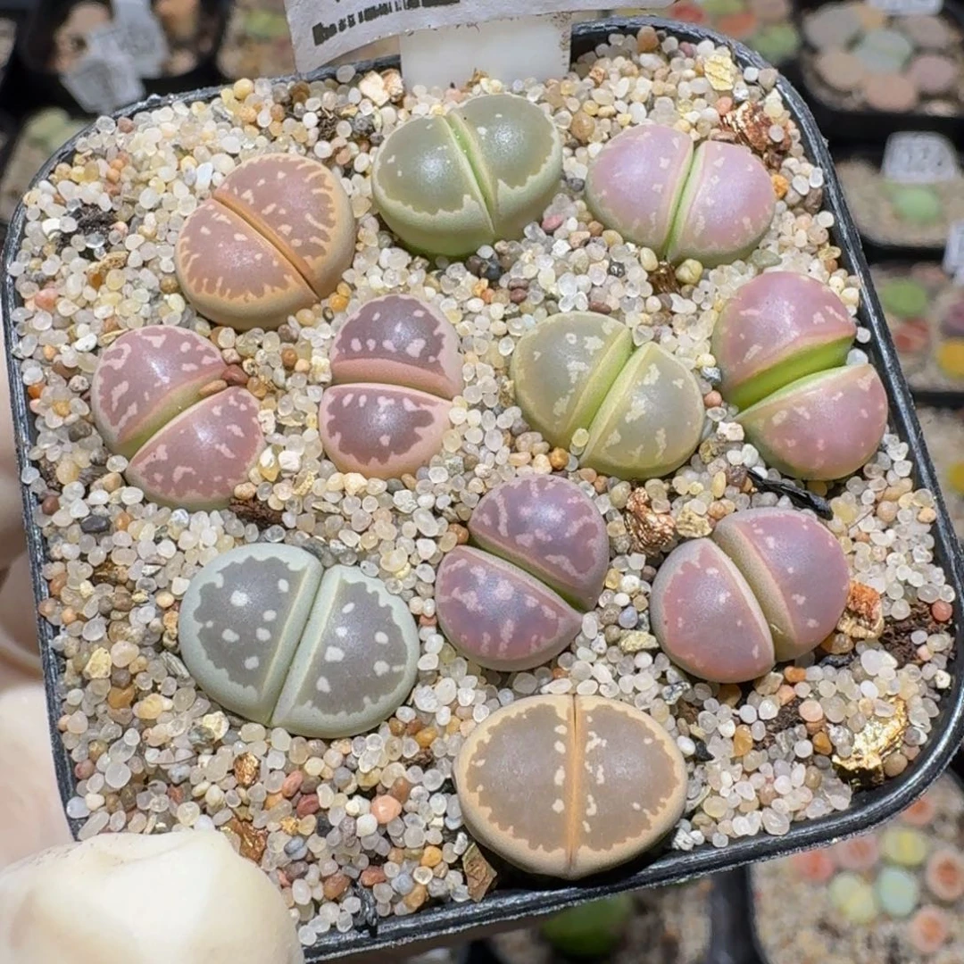 zzzz生石花肉锥1692