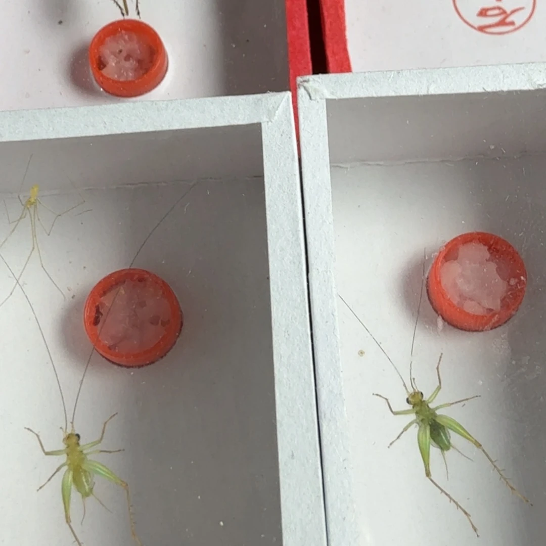 2只短须翡翠蛉好看