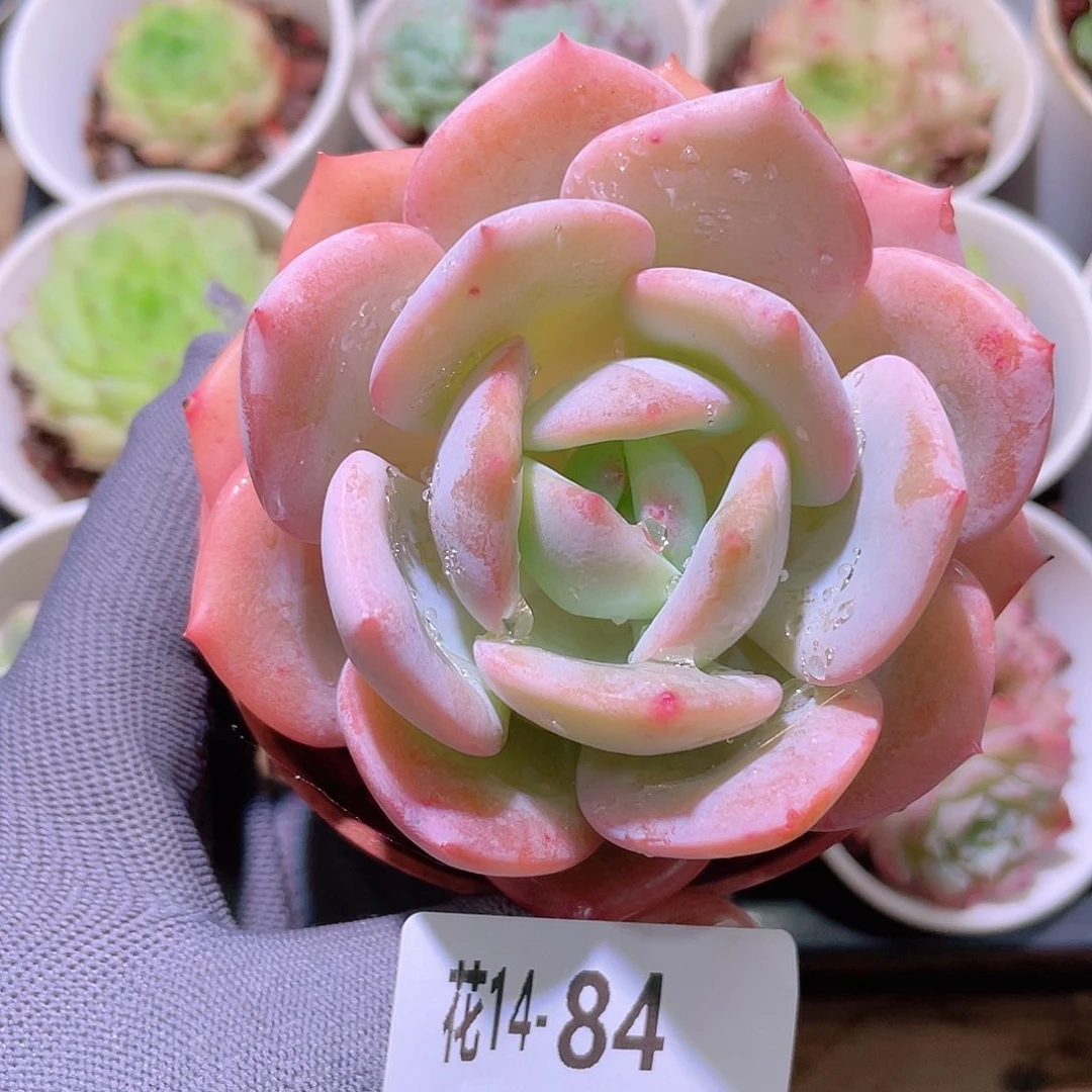 花利美14-84白月梦露