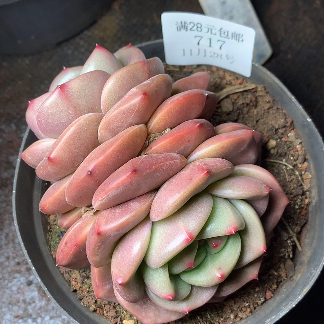 【闪购商品】云717号