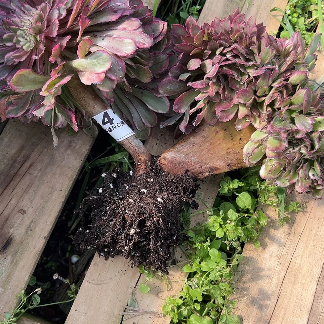 y****?341多肉缀化一个