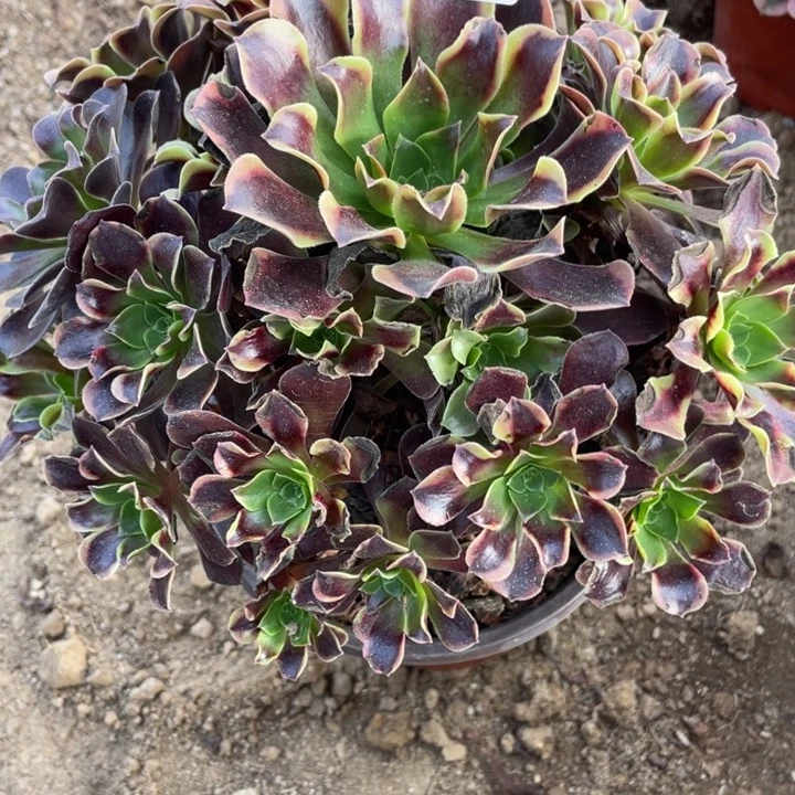 无花朵780多肉植物欧嘉莉