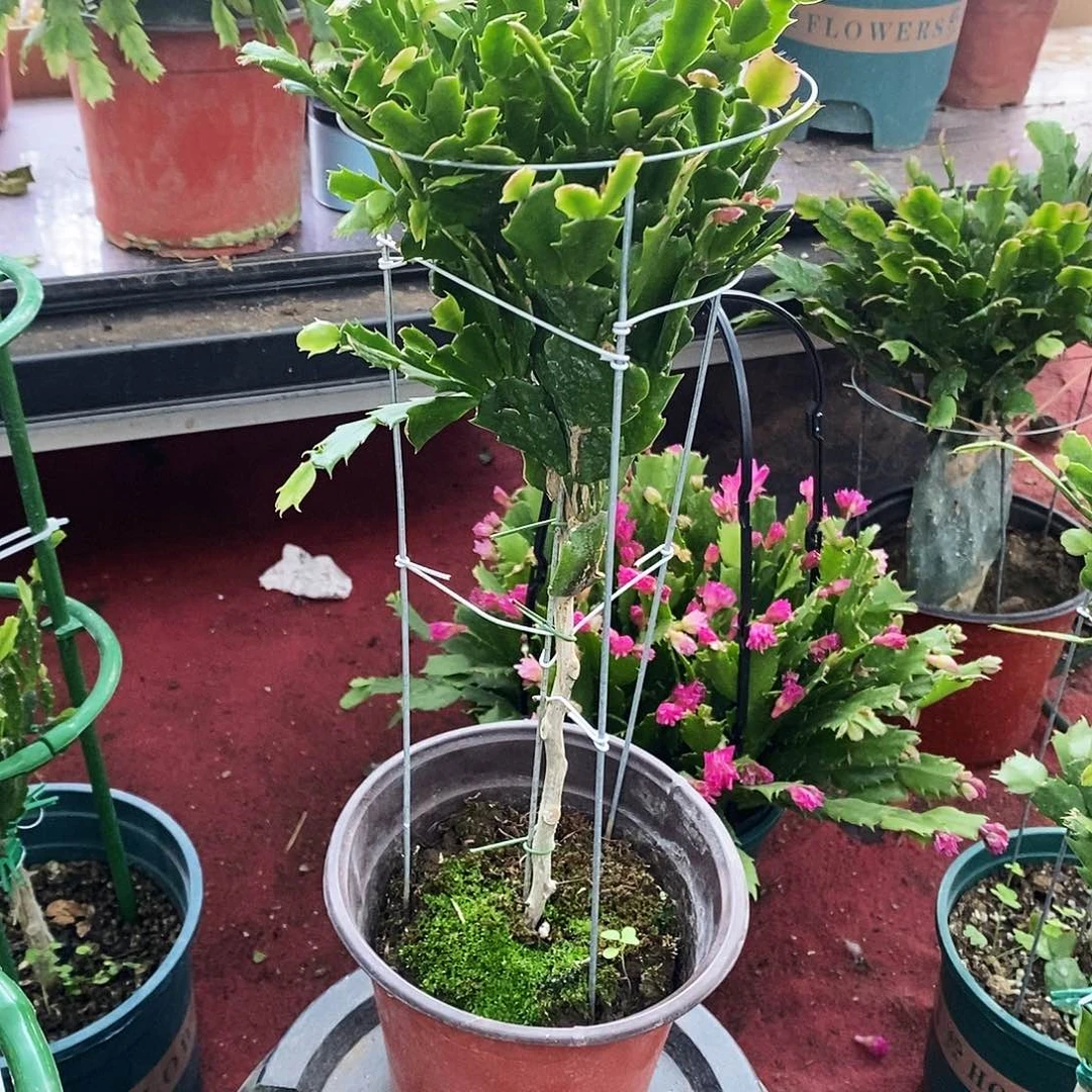 一***存无花朵福利款定制发货
