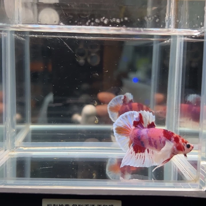 斗鱼别致斗鱼0091