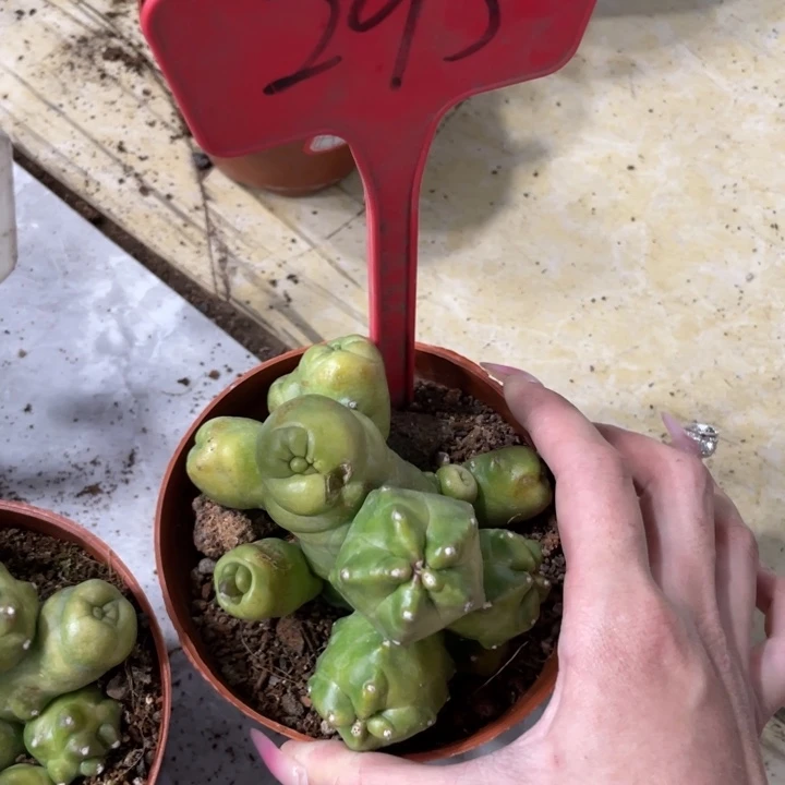 橙桃多头一物一拍295