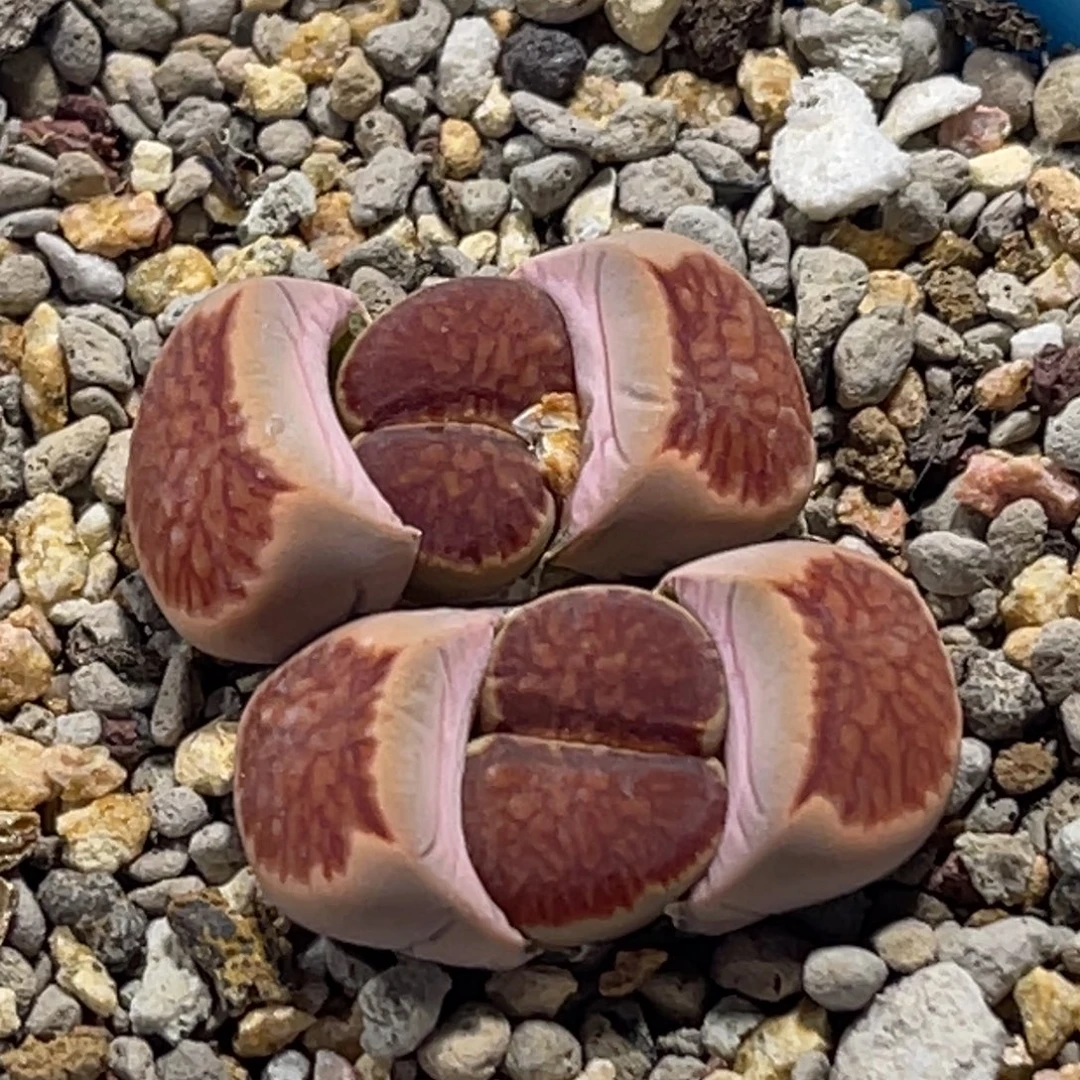 8167双头丝绒红窗菊一颗