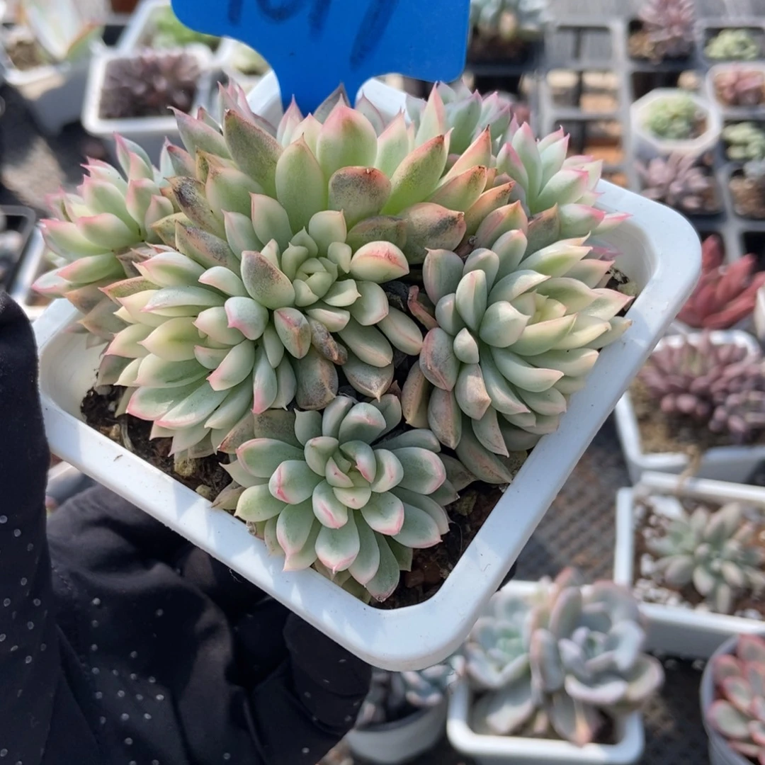 9017女雏锦多肉植物