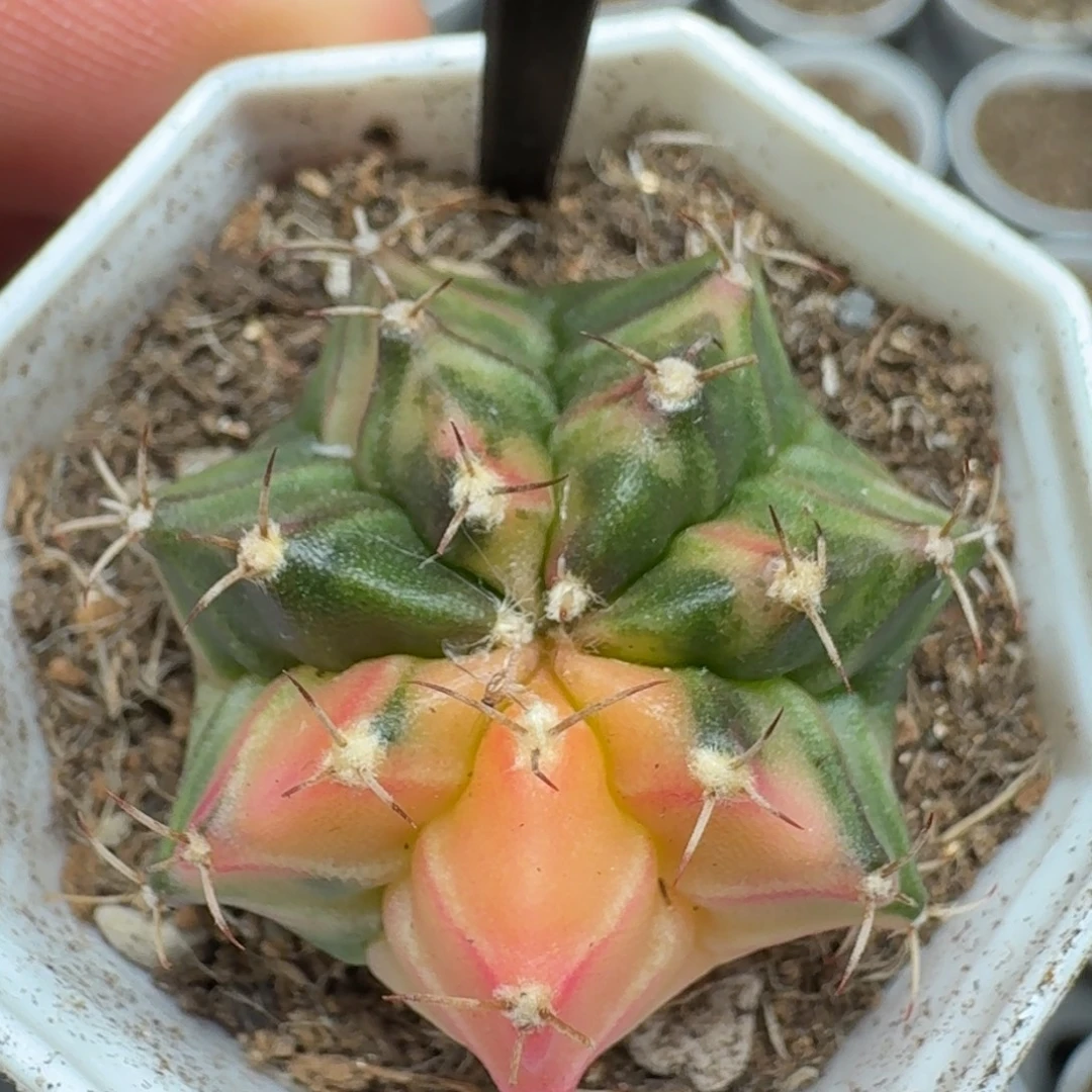 米哈实生自然锦泰国进口390