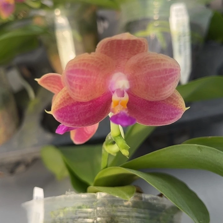 全部花苞2.5寸杯爪哇交印地狗