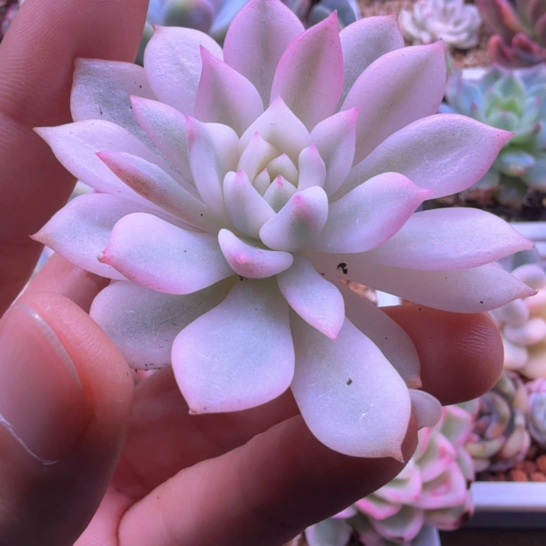 无花朵多肉植物 多肉