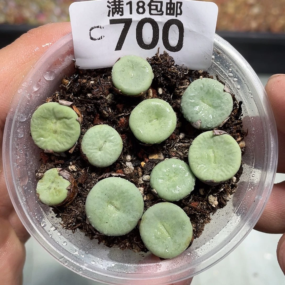 当天凑满十八元包邮700