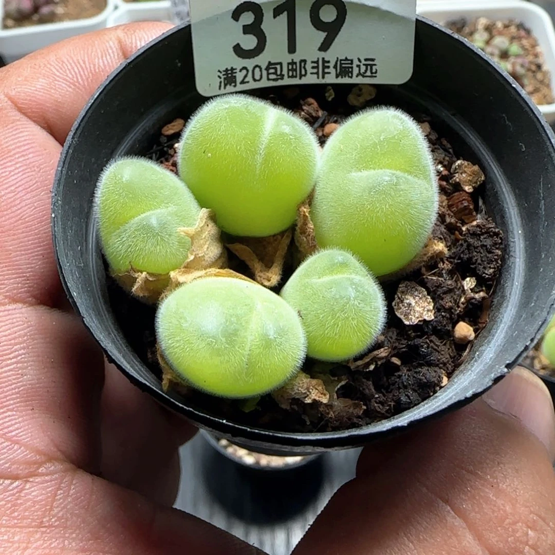 带盆土长毛翠。