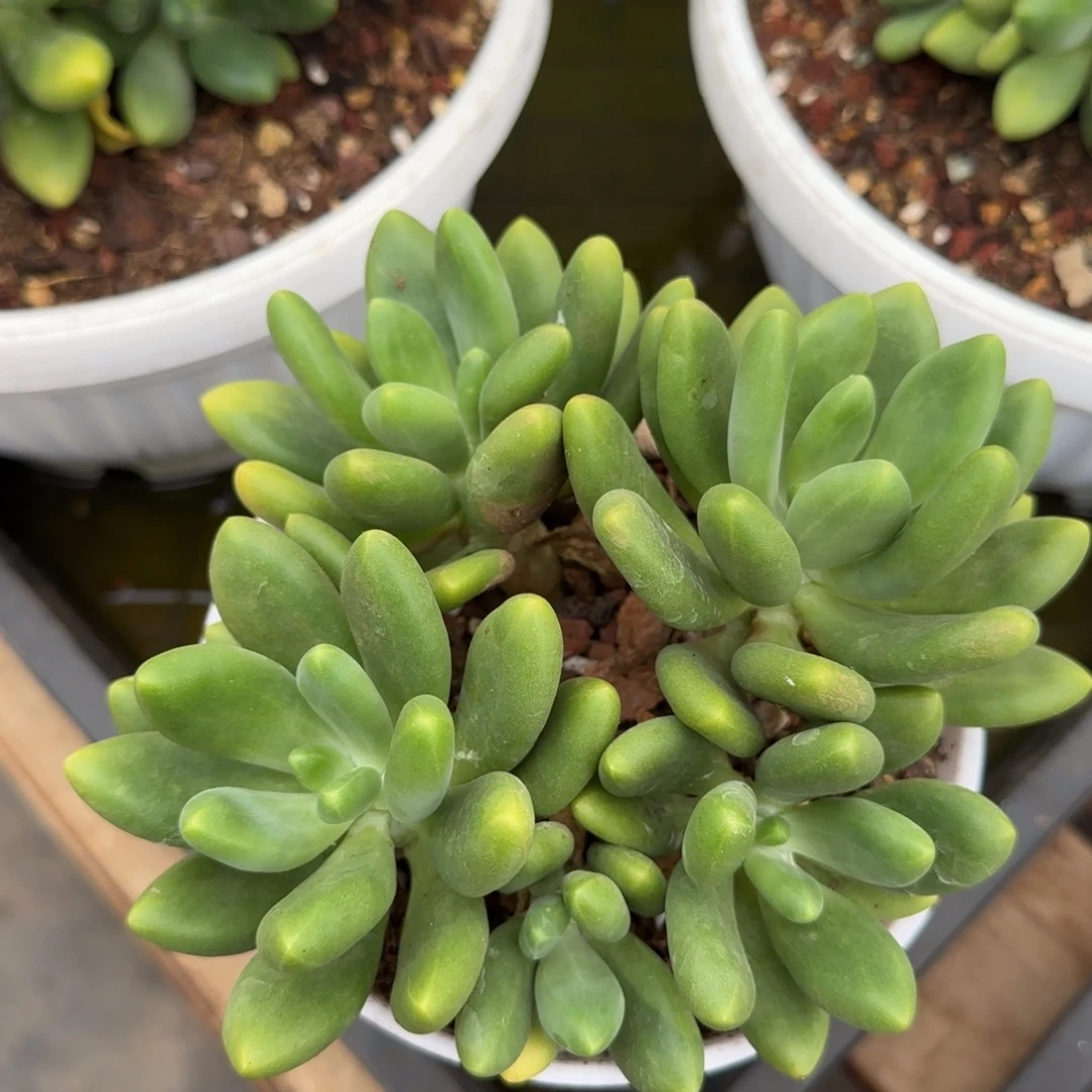 多肉植物一物一拍