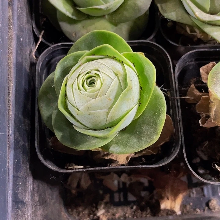 2.8鸡蛋玫瑰带盆土发