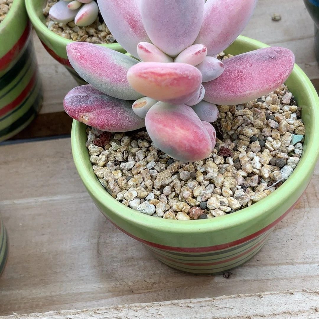 g****a多肉植物的生长发育和