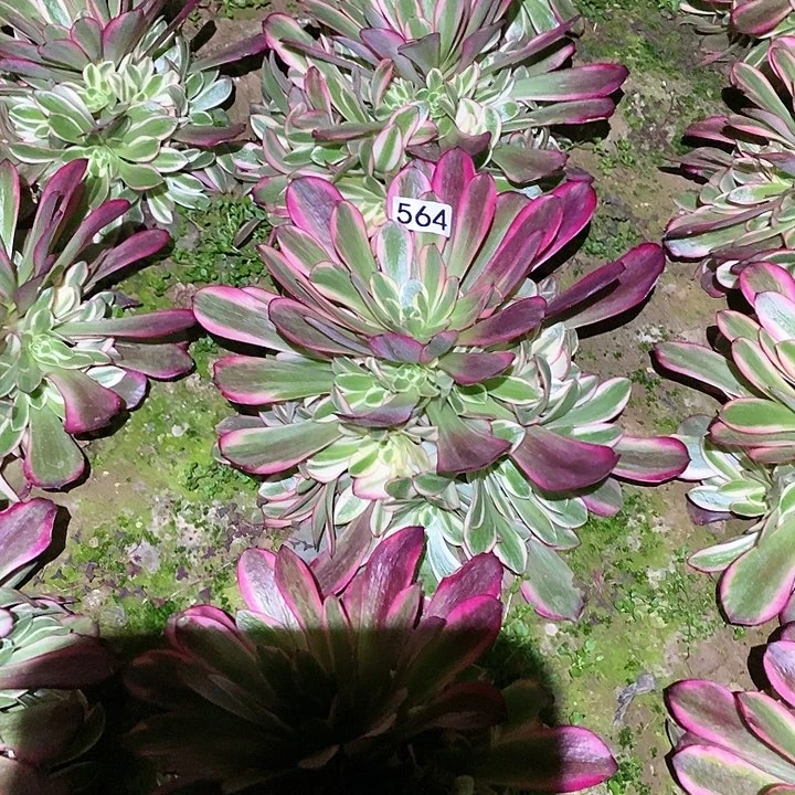 多肉植物法师564凤冠