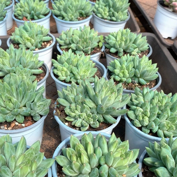 暗纹体甲骨文两单包邮