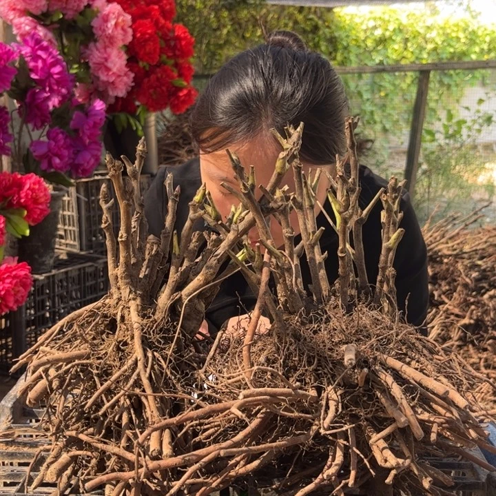 无花朵一物一拍牡丹