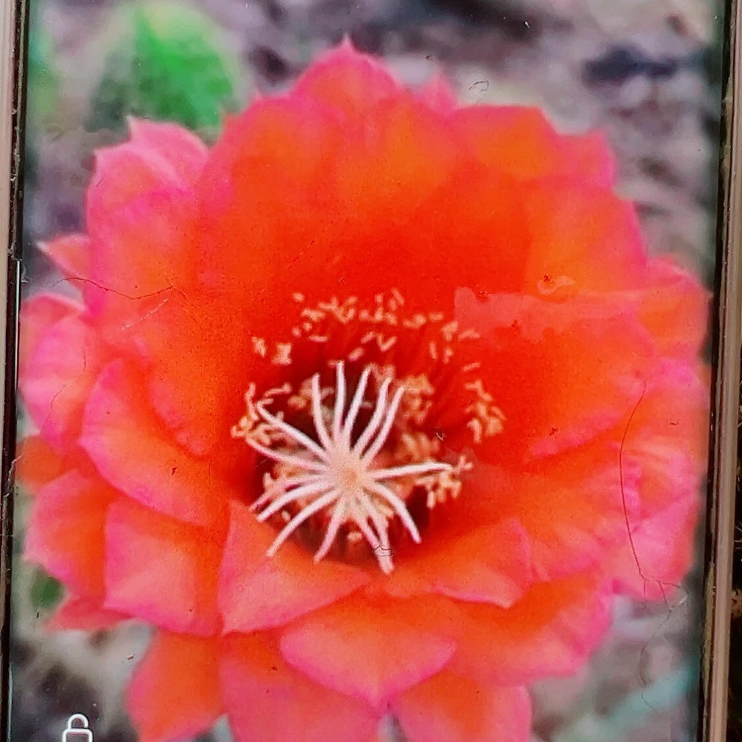 毛花柱红星侧芽 20 包邮