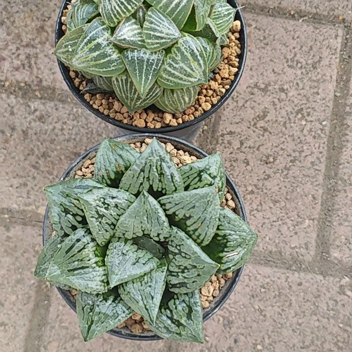 两颗多肉植物原盆土