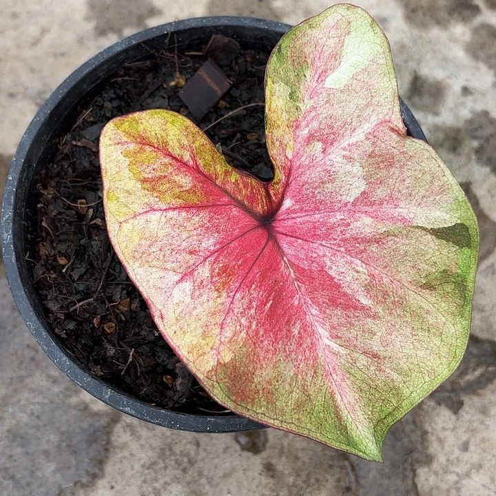 土***了25-1211月亮光辉广东现货