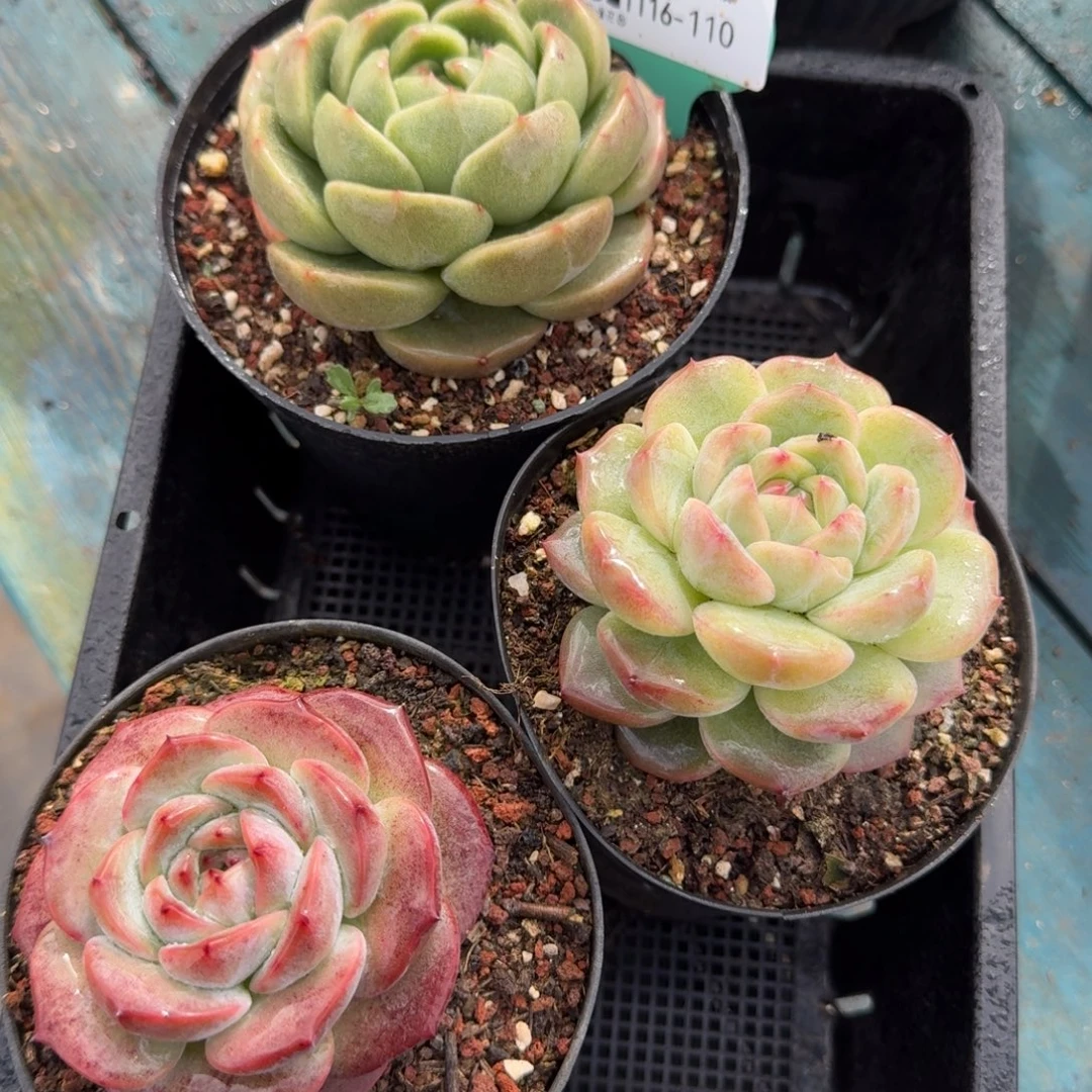 从前慢多肉精选编号1116.110