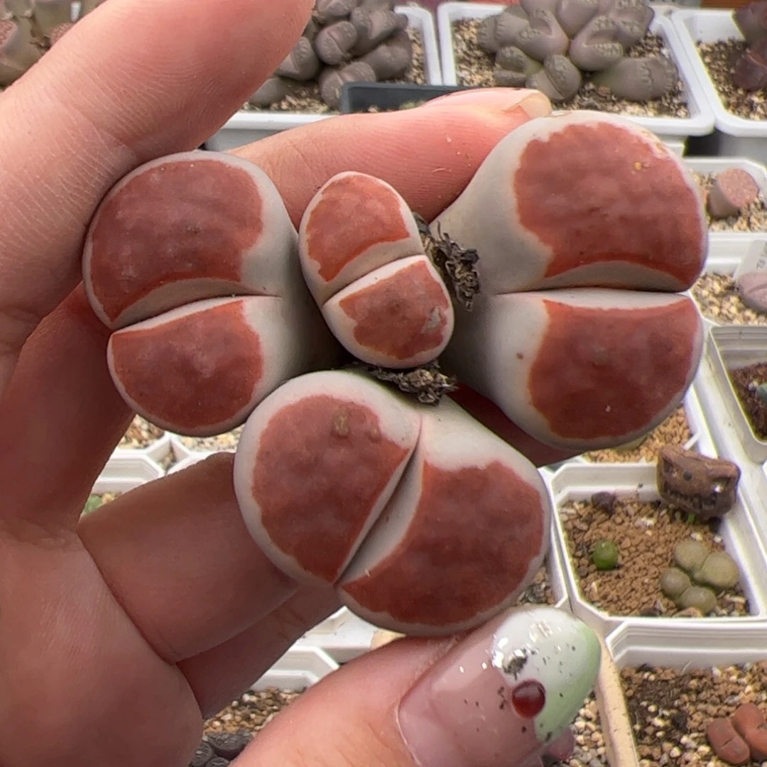 0153号红窗 多肉植物