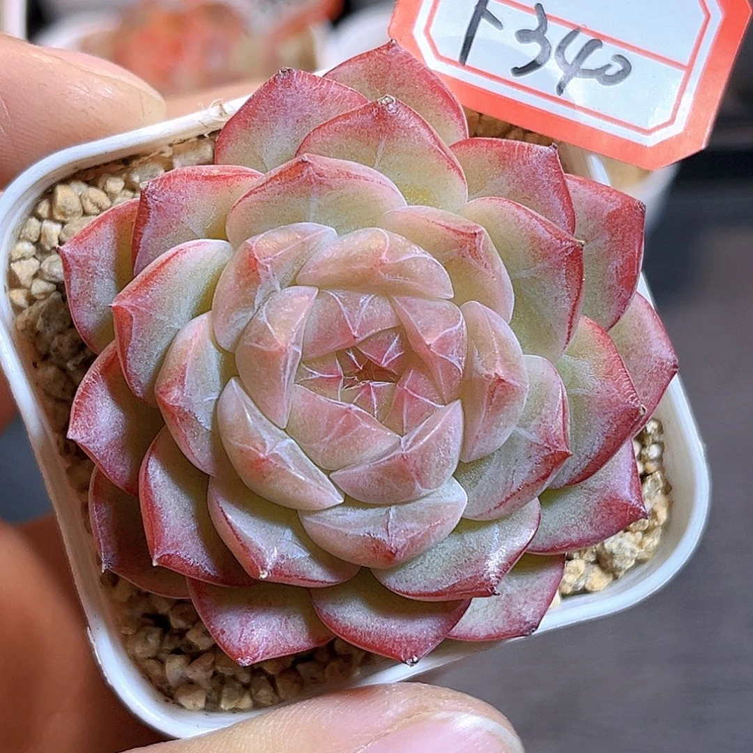 F340一物一拍 折桃