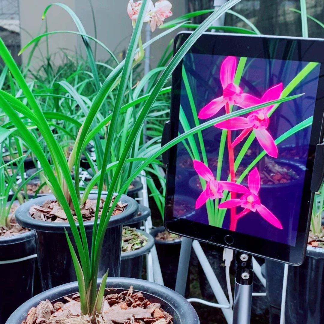 当前无花栽培后可以开花