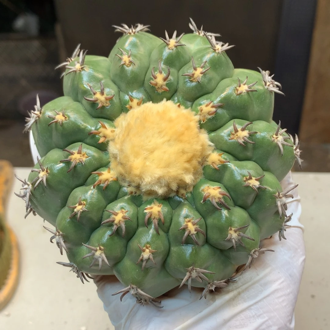 50号 出根芽猫爪圆盘玉战损版