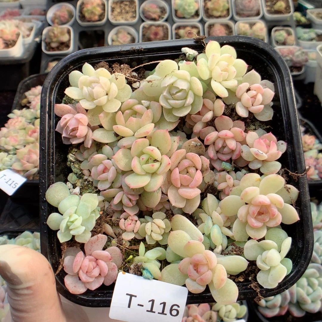 无花朵T116月英语英语