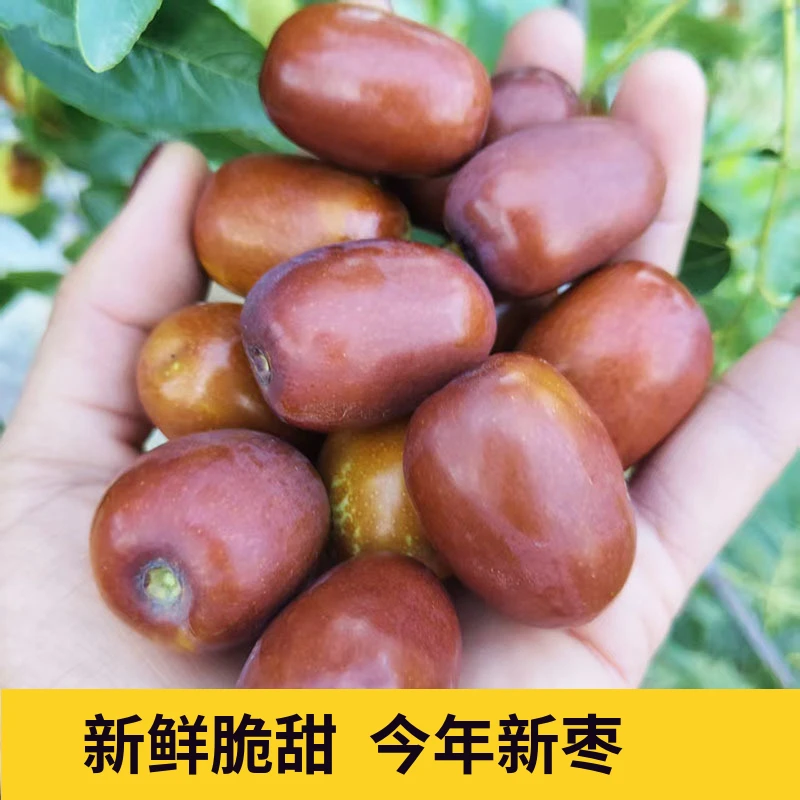 清涧县中国红枣之乡黄河滩鲜枣木枣现摘品质优良，蒸煮烤