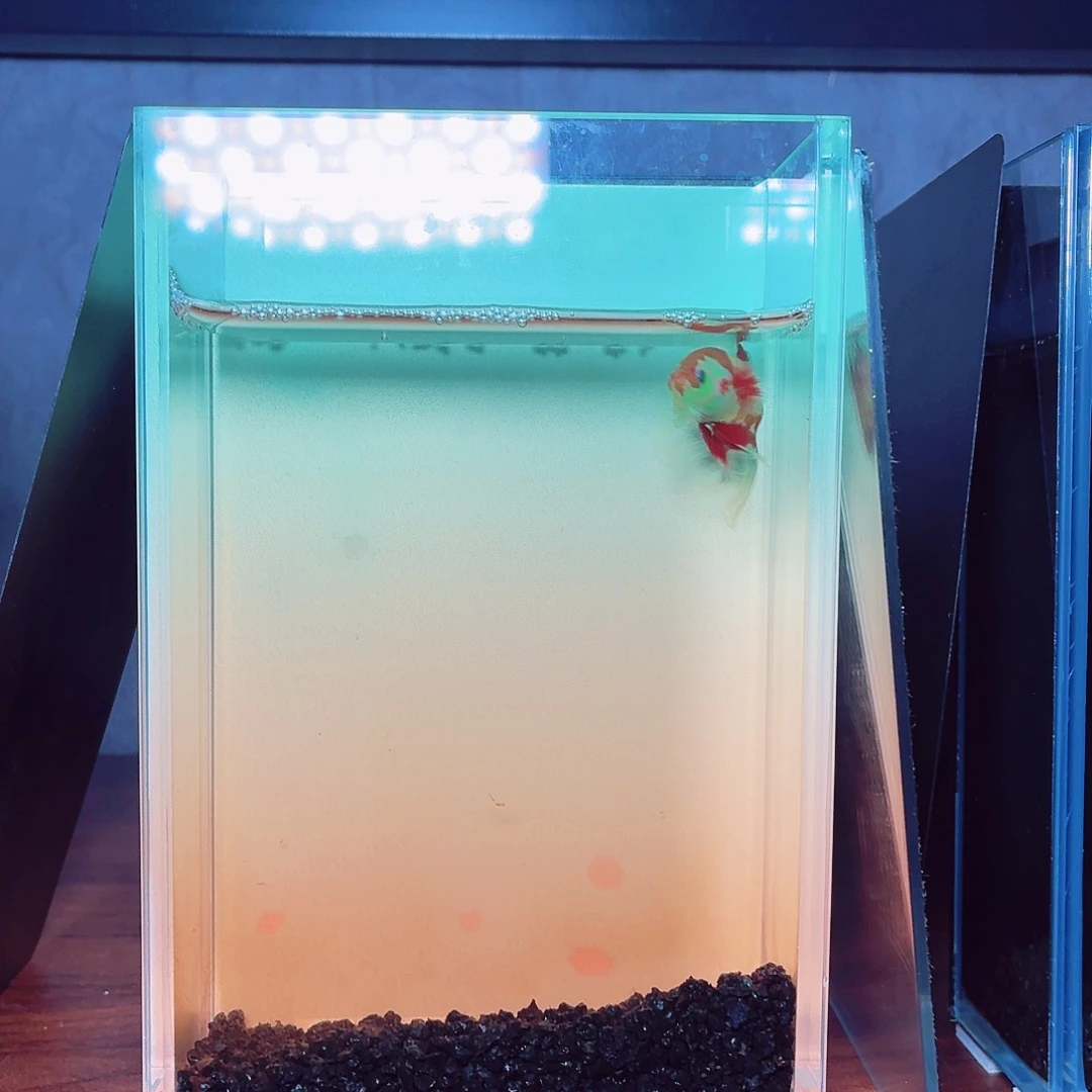 斗鱼荧光半月公鱼