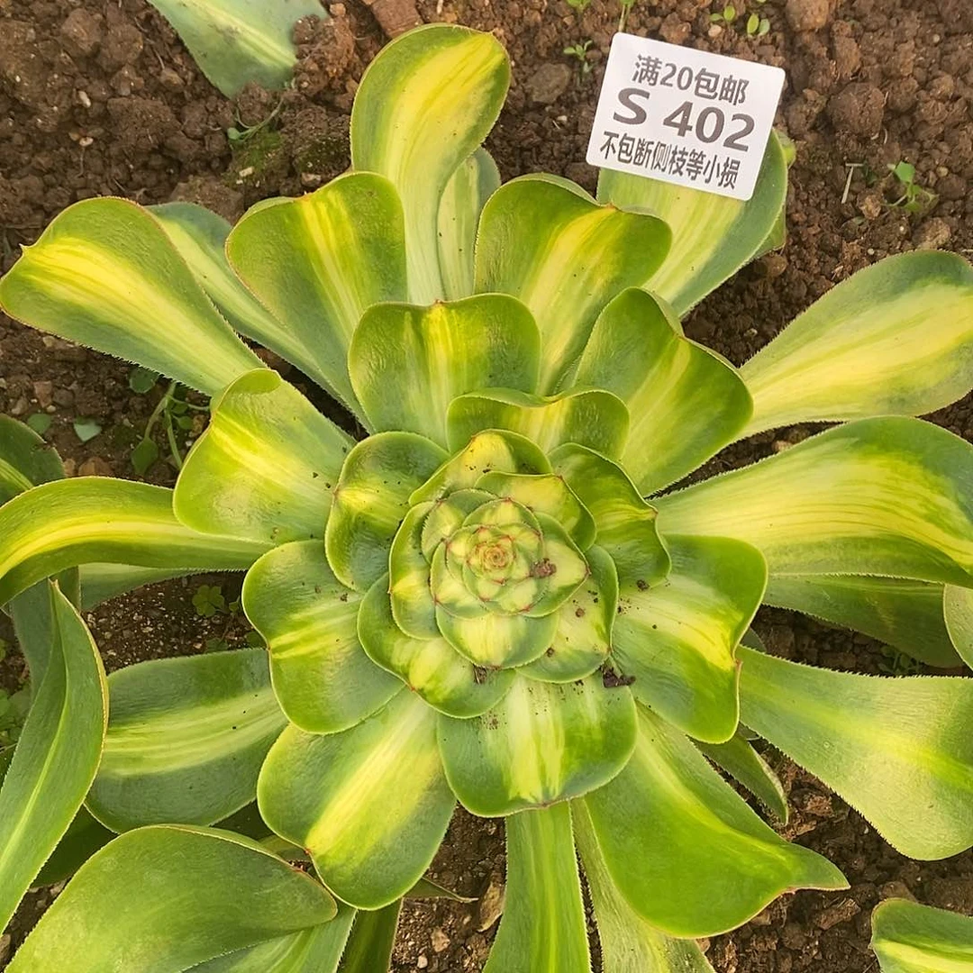 402暴君多肉法师锦叶片收到软榻