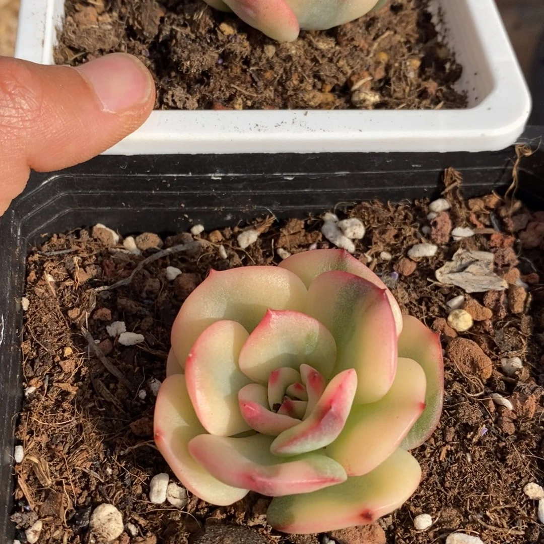?****?三文鱼锦多肉植物