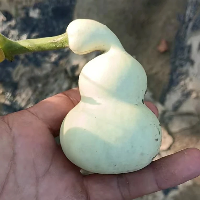 天然葫芦直播间专享一物一图葫芦
