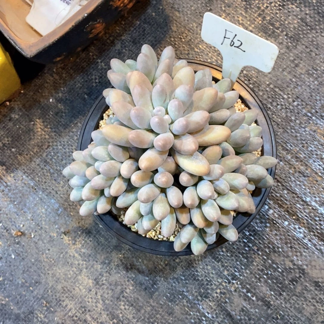 风***铃自然群汤圆，12346797949