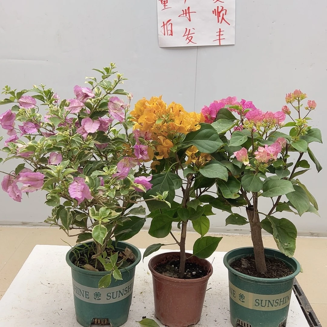 大部分花苞少量开放花叶雪紫，加黄，红粉佳人组合