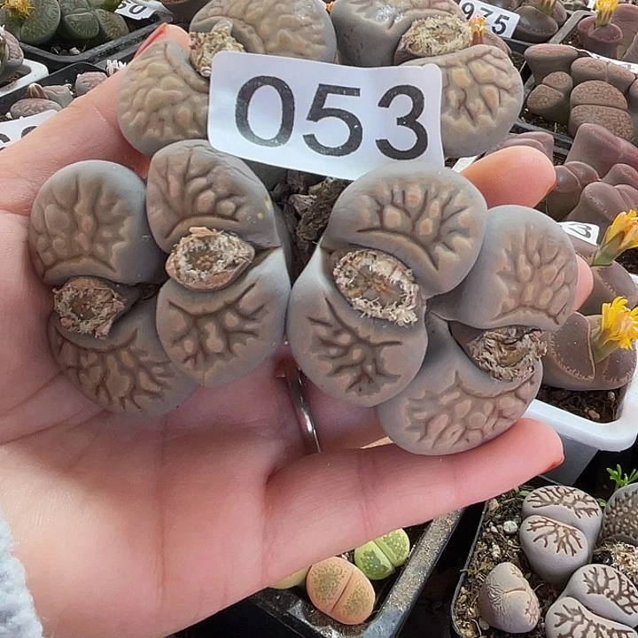 生石花一个6头053