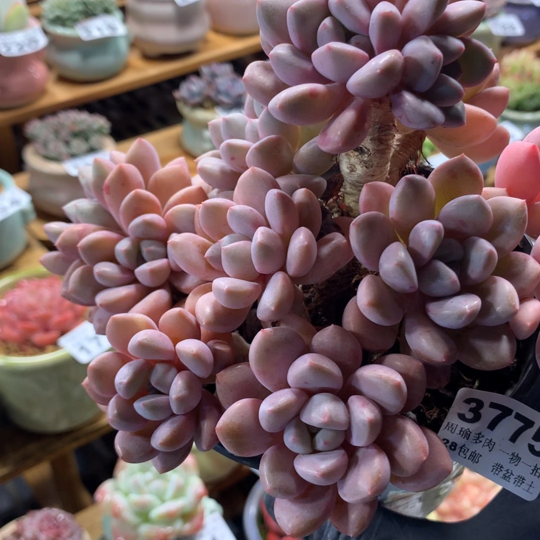 精控多肉植物3775