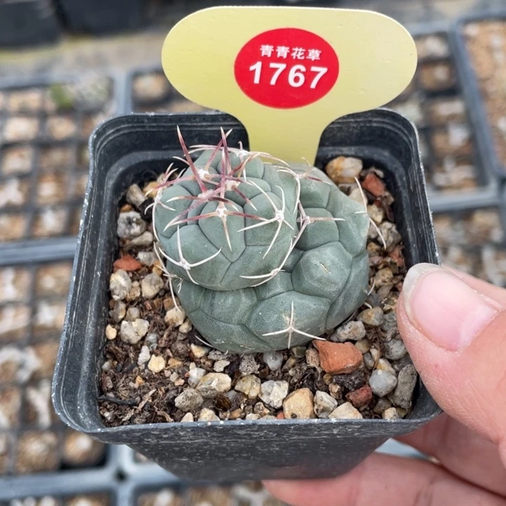 樱***悦实生天具176700000